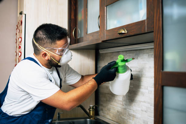 Best Flea Control Services  in Little Ferry, NJ
