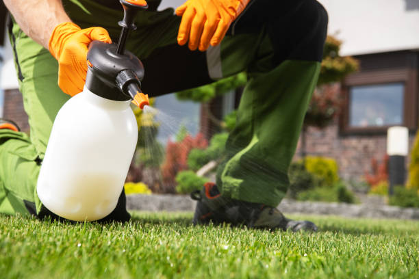 Best Termite Control Services  in Little Ferry, NJ